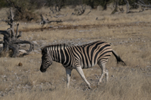 Etosha National Park, Zebra