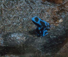 Blue and Black Posion Dart Frog, National Aquarium